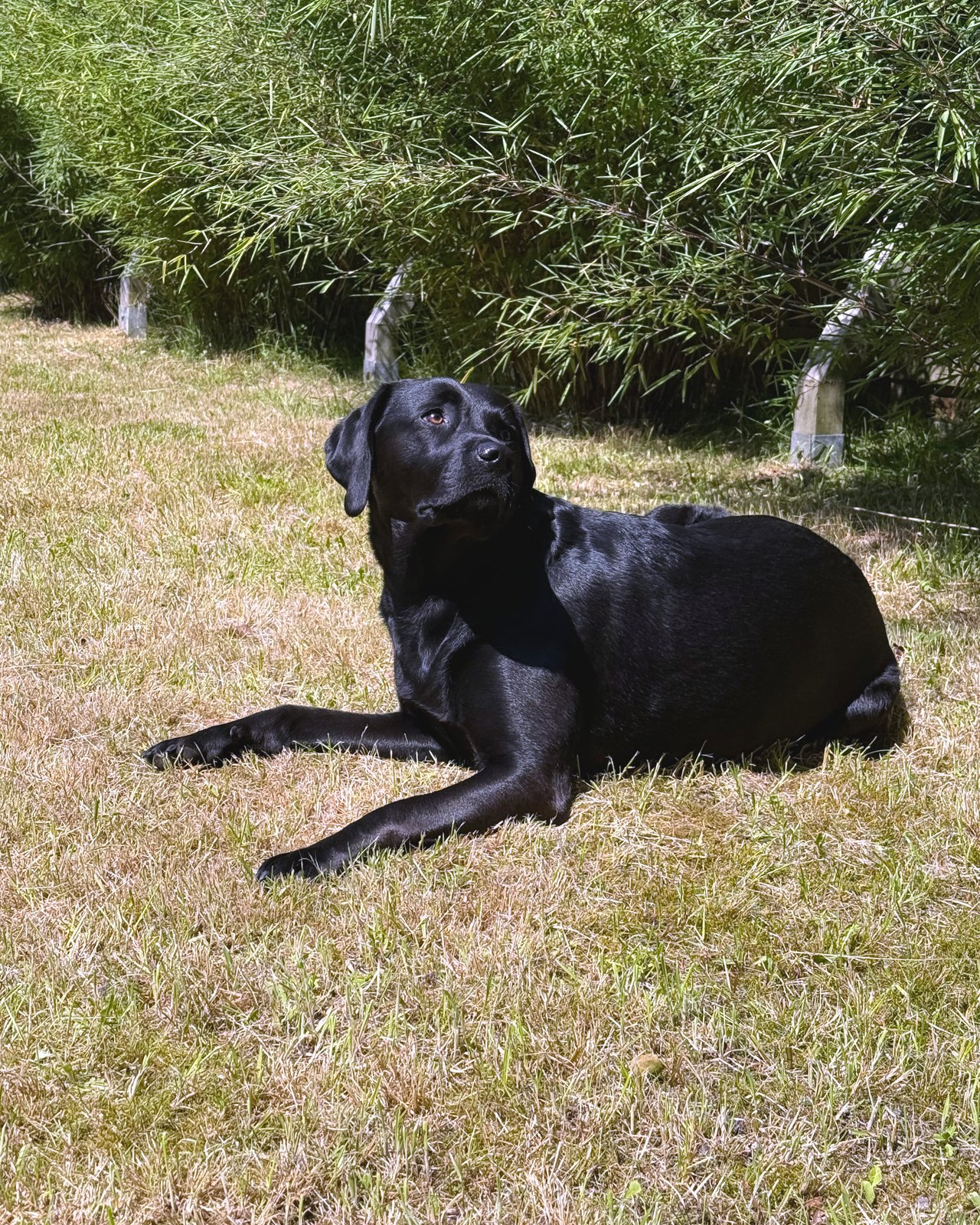 Hund im Garten