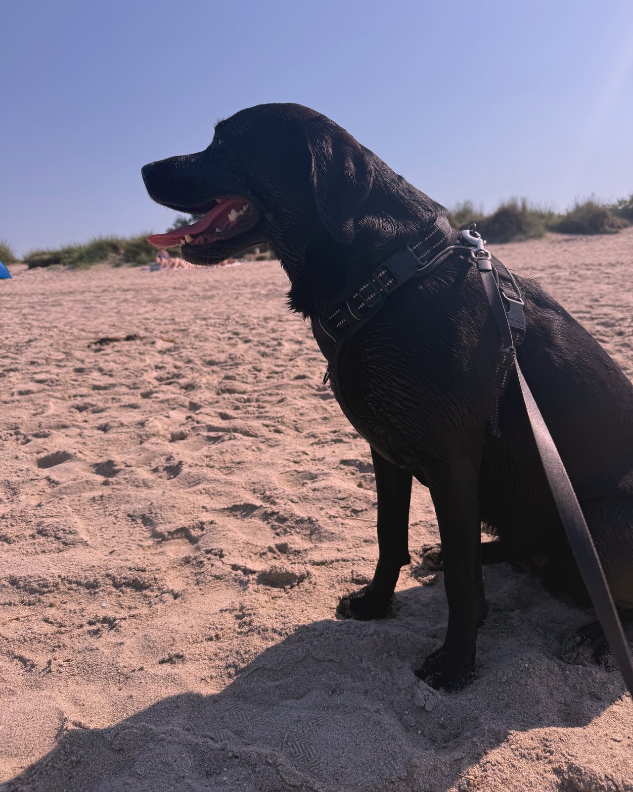 Hund am Strand